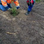 Projekt Bäumepflanzen